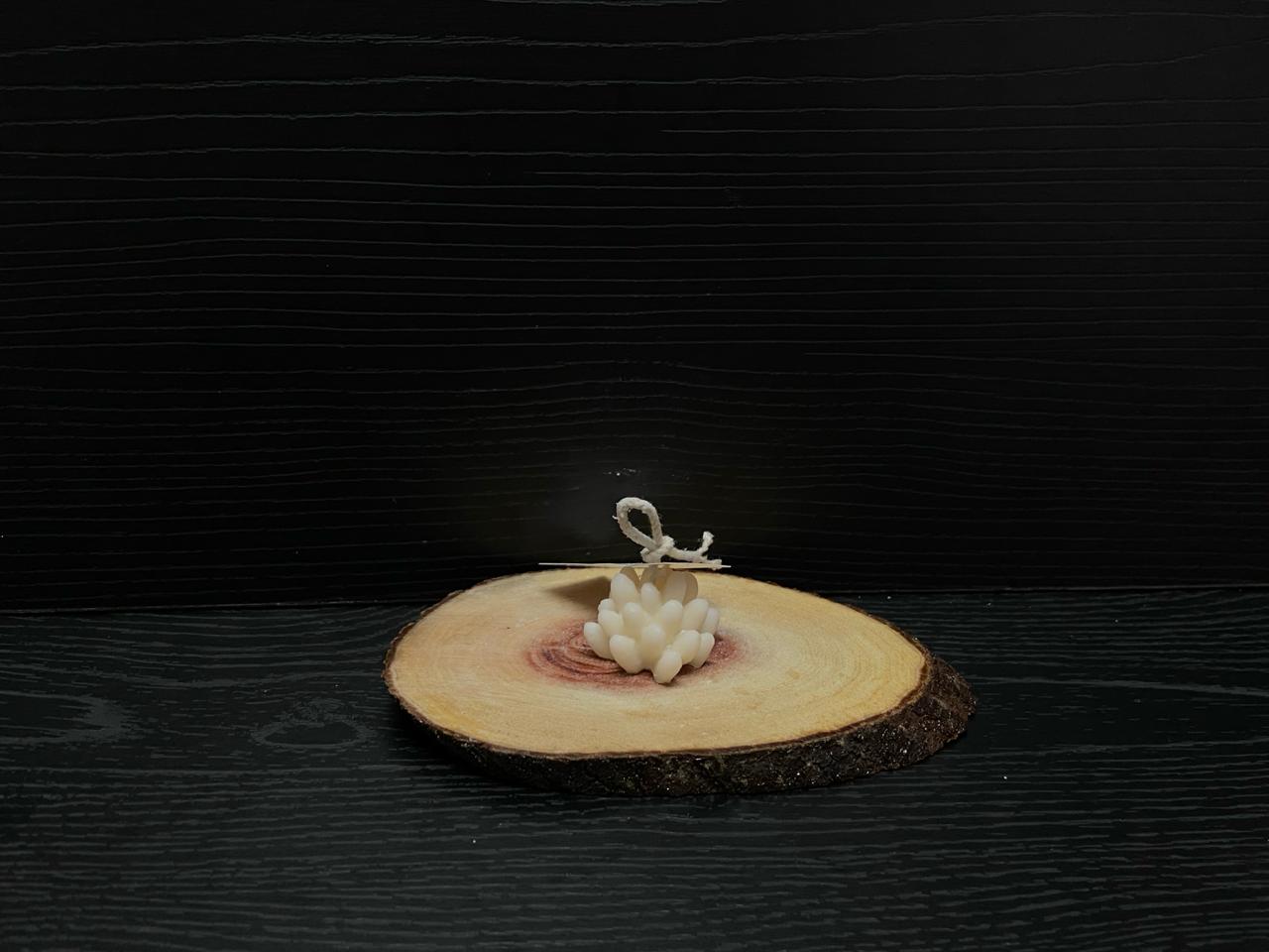 VELA SUCULENTAS 1,00 USD