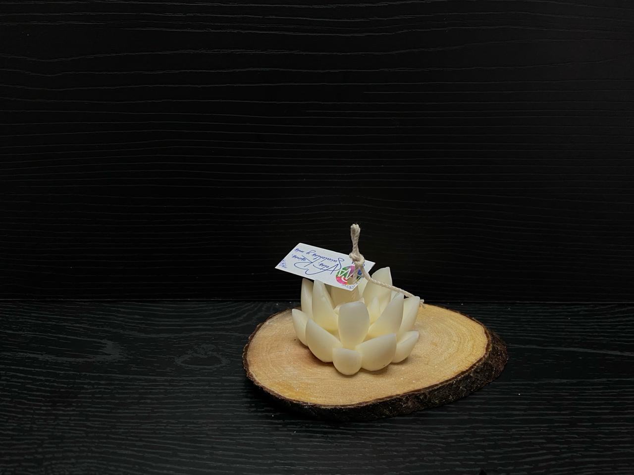 VELA SUCULENTAS PUNTAS GRANDE