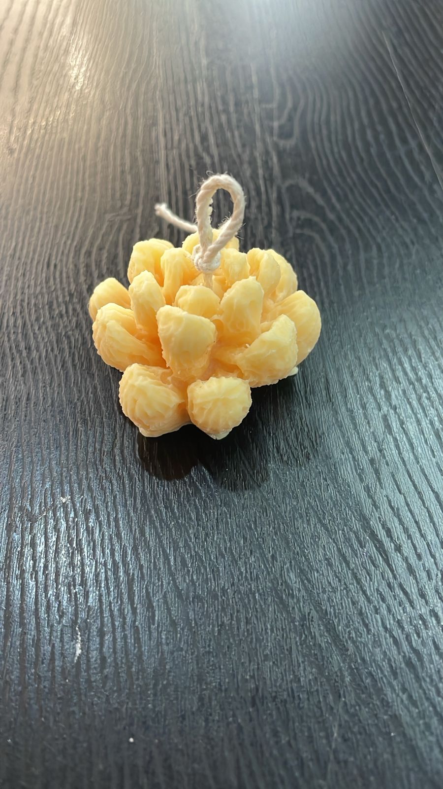 VELA SUCULENTA LABRADA